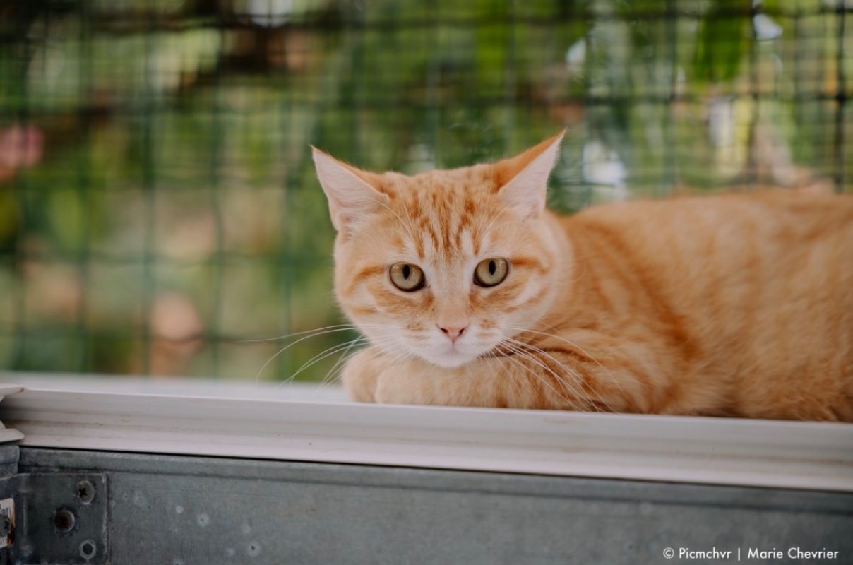 Fidji - Chat Européen à adopter - photo 2