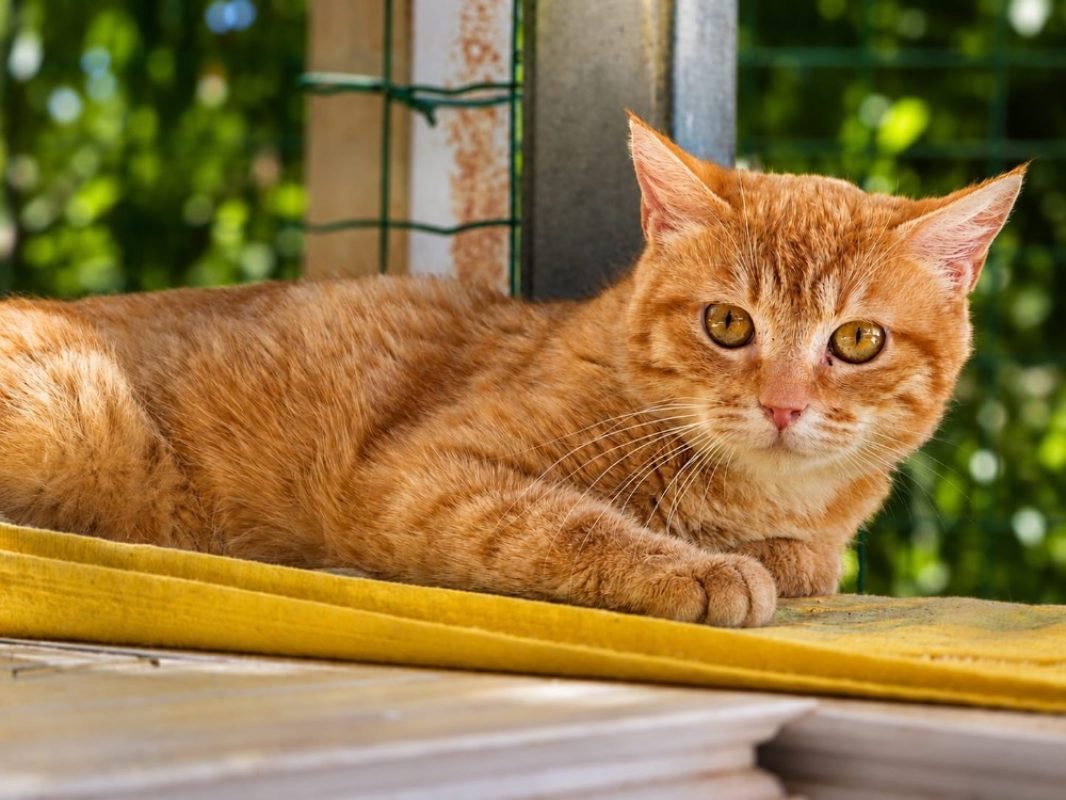 Fidji - Chat Européen à adopter - photo 3