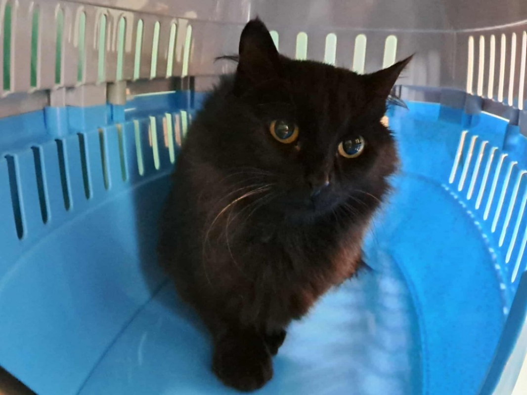 Photo #1 de Nepal qct