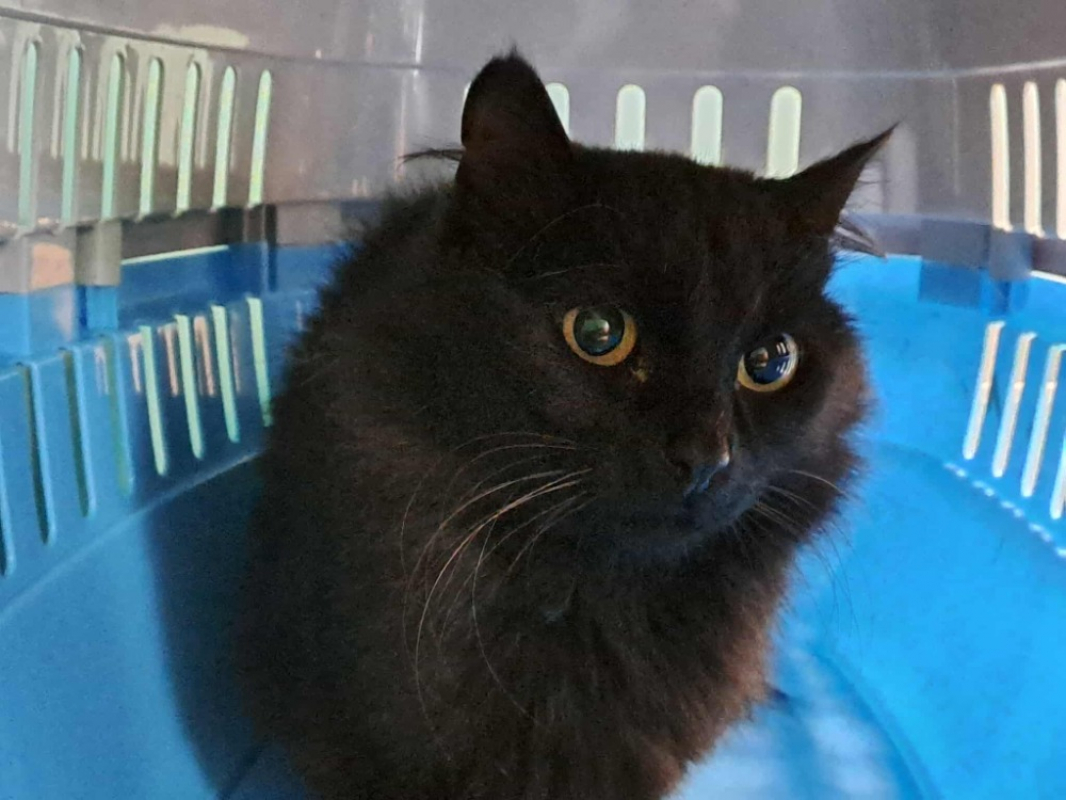 Photo #2 de Nepal qct