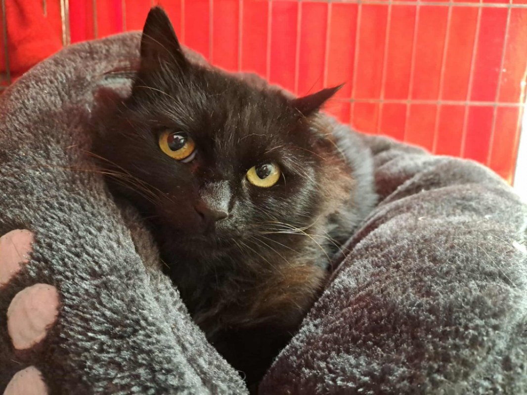 Photo #3 de Nepal qct