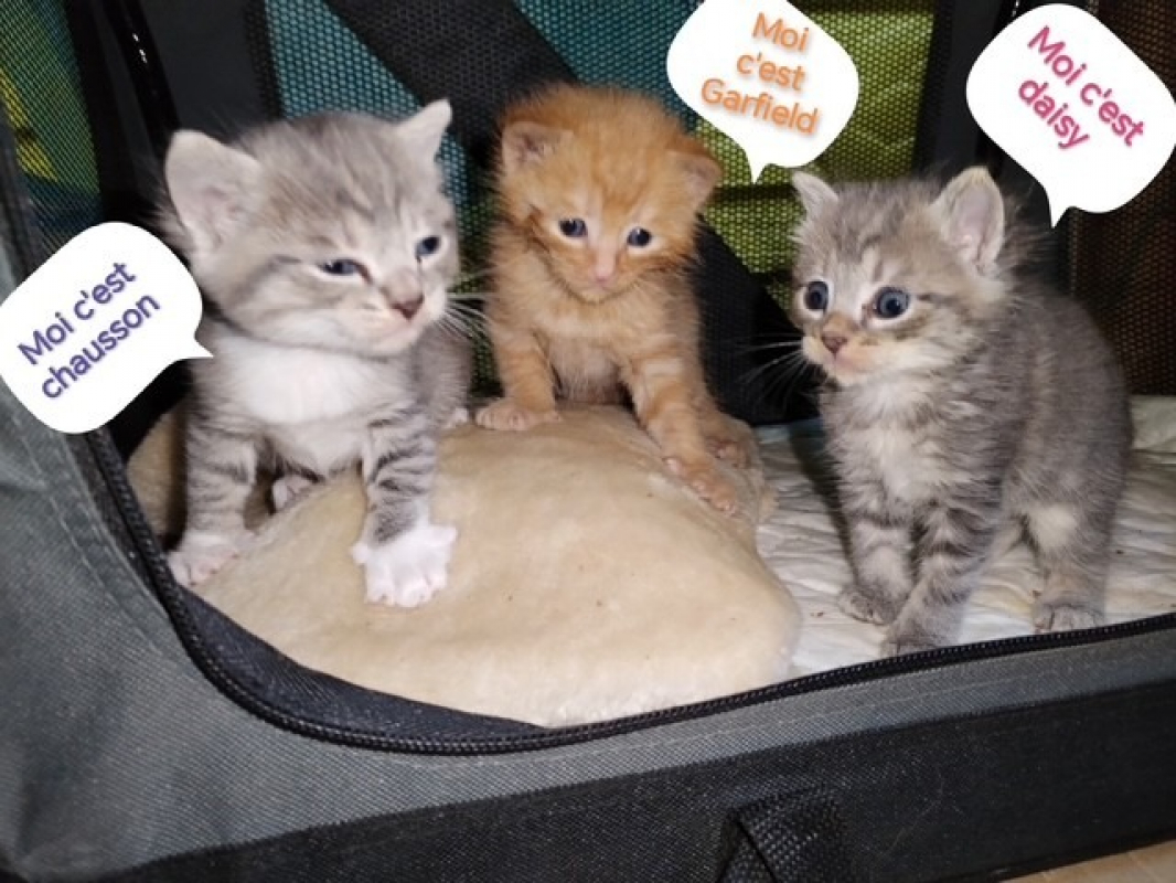 Photo de Garfield