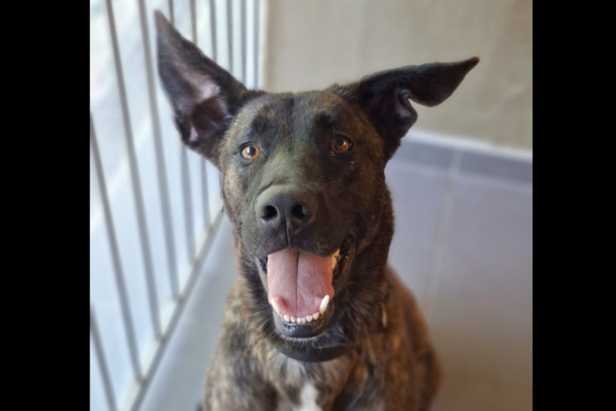Vega - Chien Berger à adopter