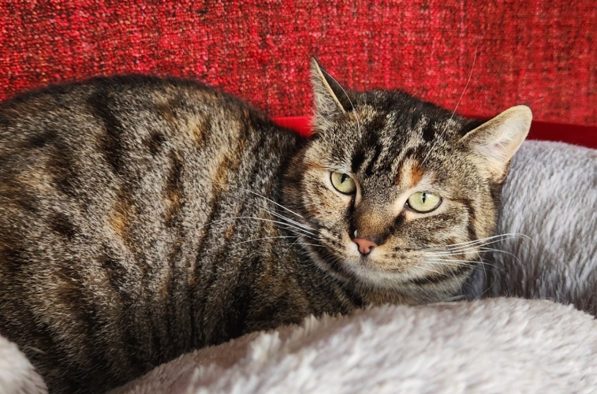 Lizbeth - Chat Européen à adopter