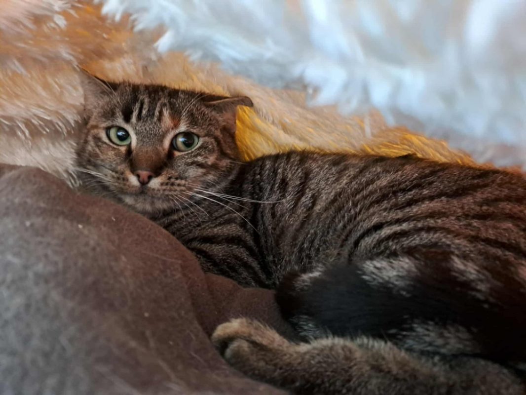 Lizbeth - Chat Européen à adopter - photo 2