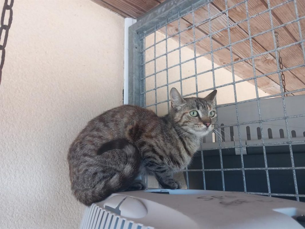 Lizbeth - Chat Européen à adopter - photo 3