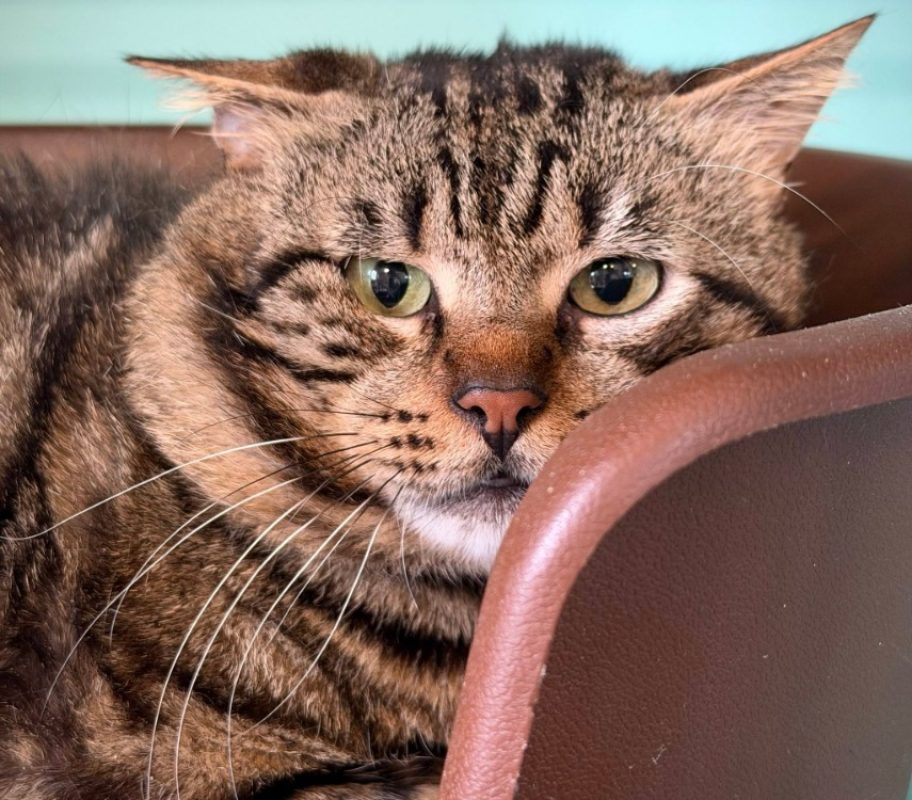 Clegan - Chat Européen à adopter