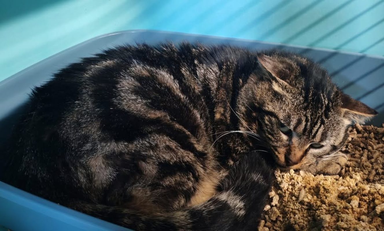 Clegan - Chat Européen à adopter - photo 2