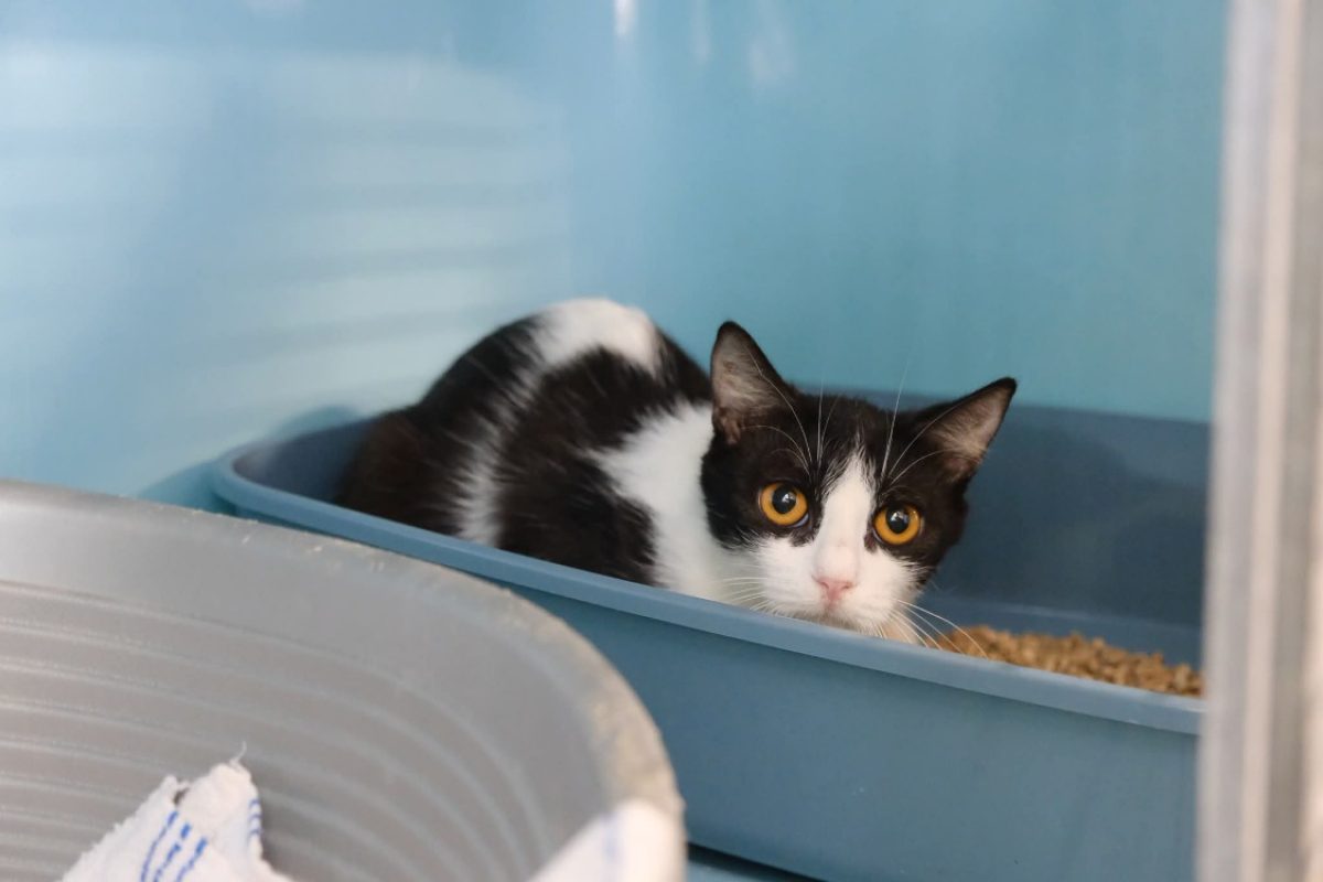 Honfleur - Chat Européen à adopter