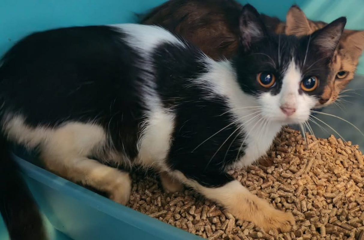 Honfleur - Chat Européen à adopter - photo 2
