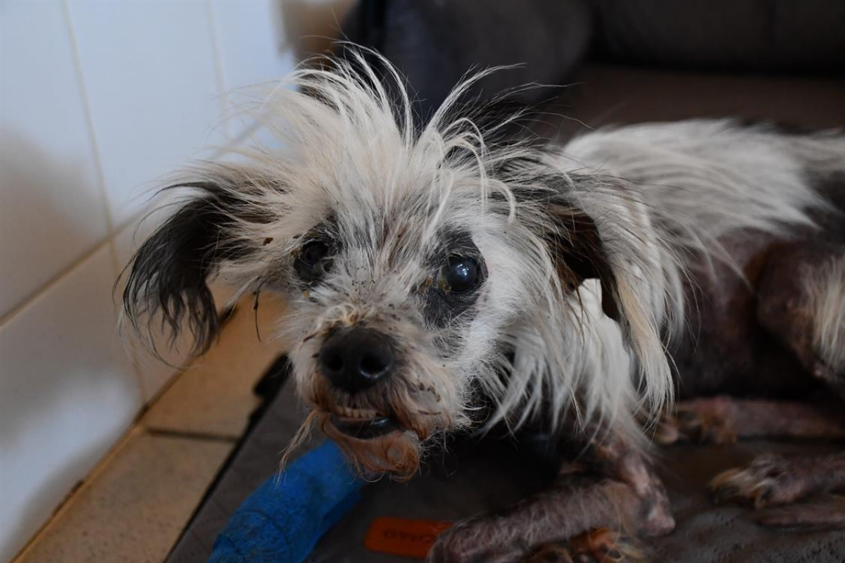 Photo #2 de Punky