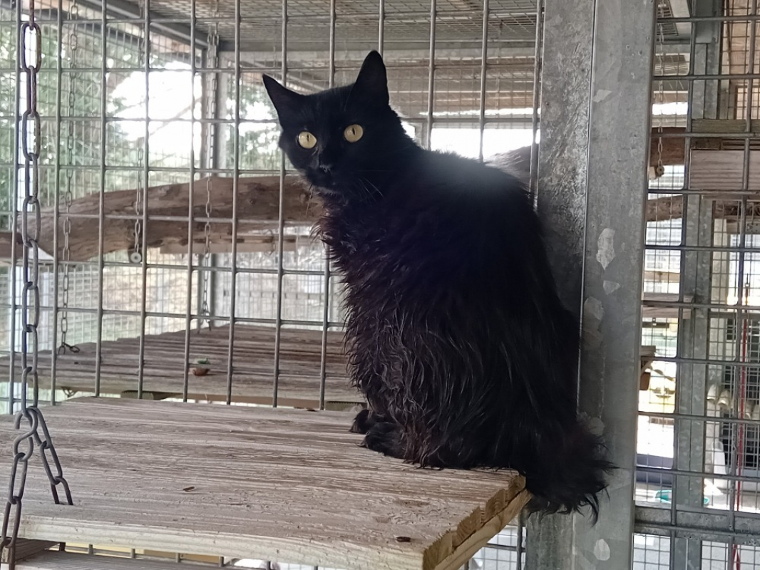 Photo #1 de Panthere qct