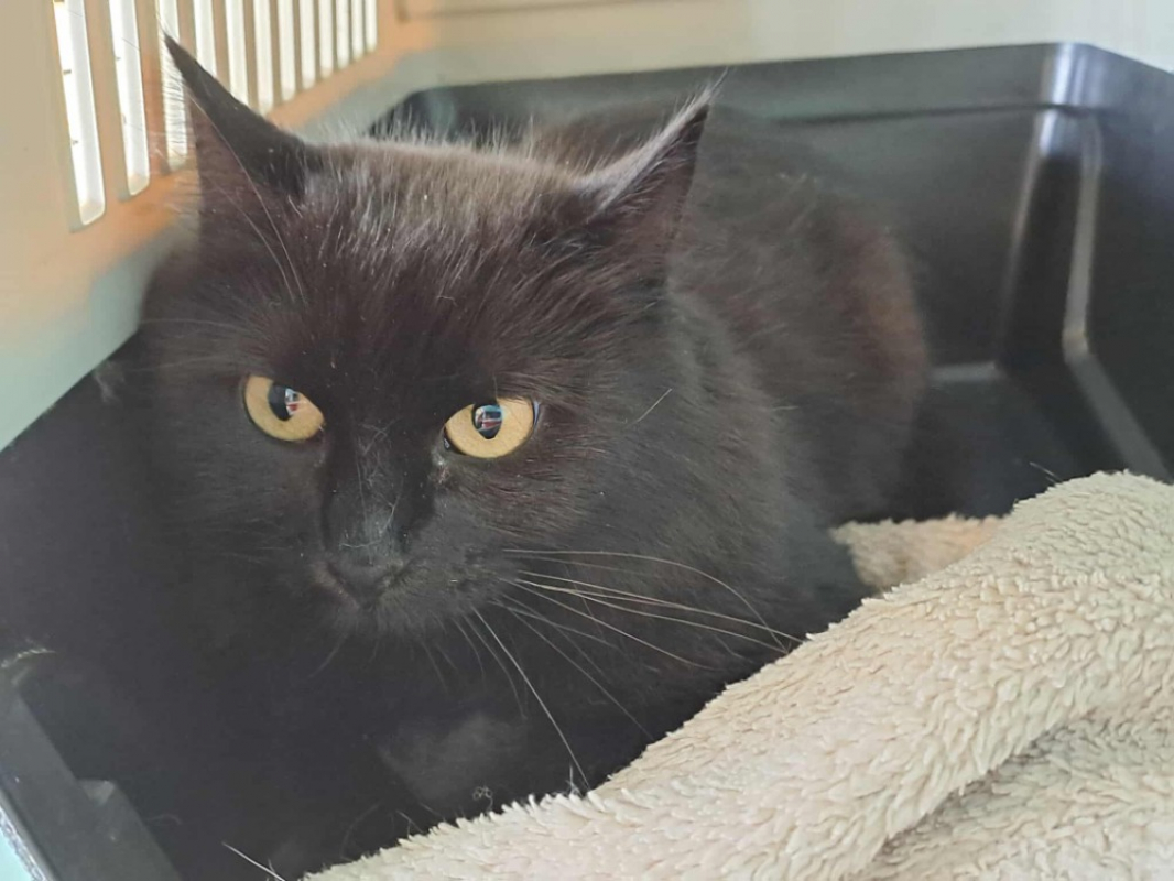 Photo #2 de Panthere qct