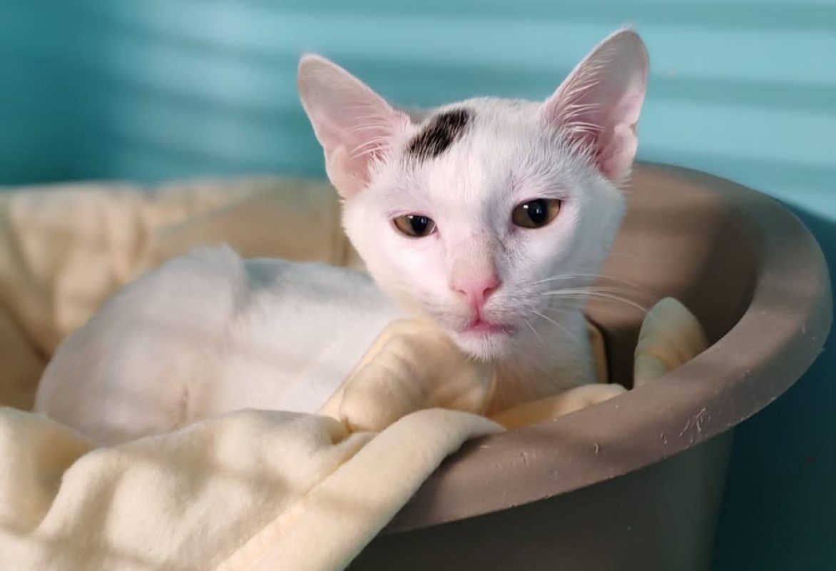 Abi - Chat Européen à adopter
