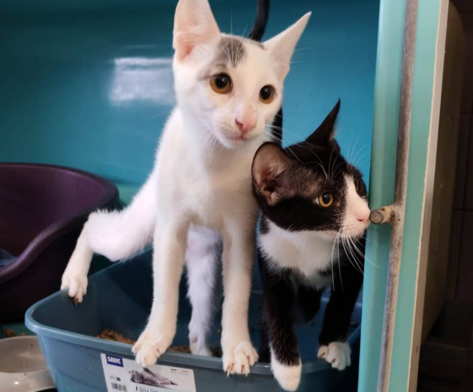 Photo de Bijou