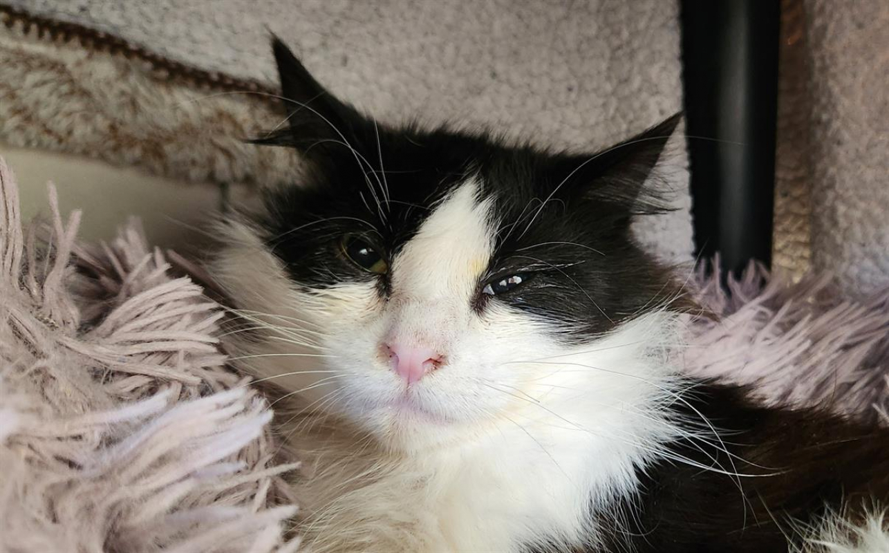 Photo #1 de Brindille