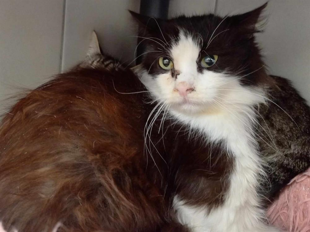 Photo #2 de Brindille