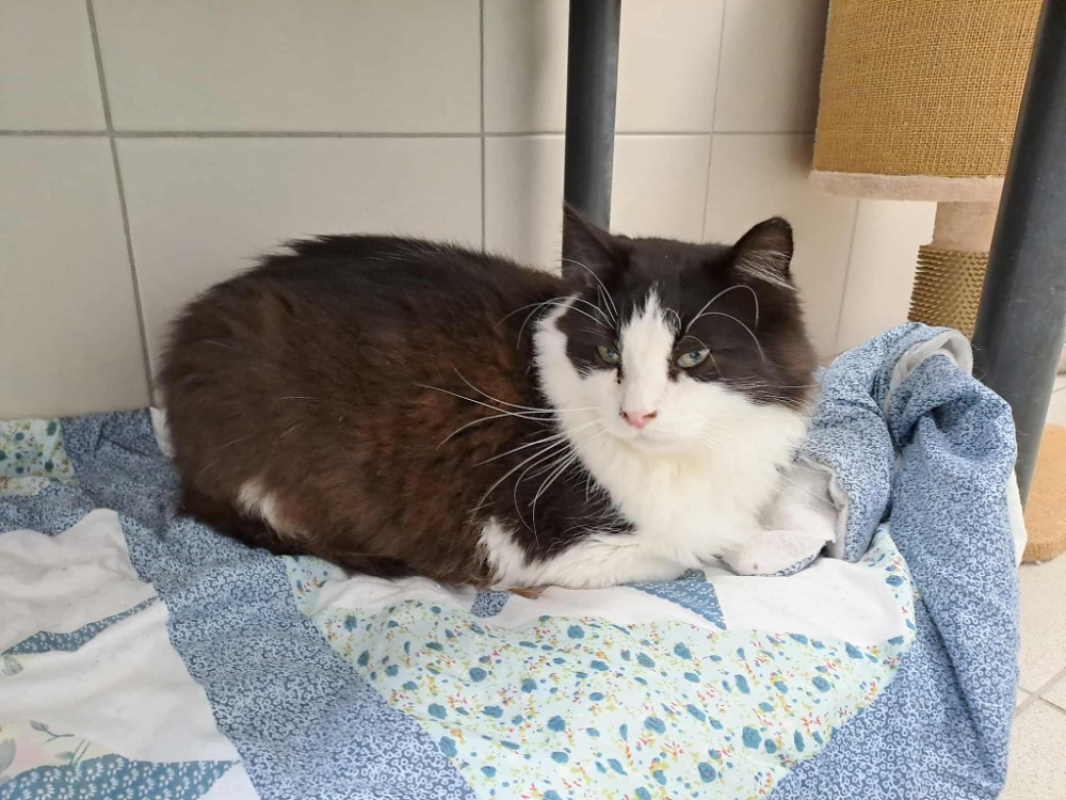 Photo #3 de Brindille