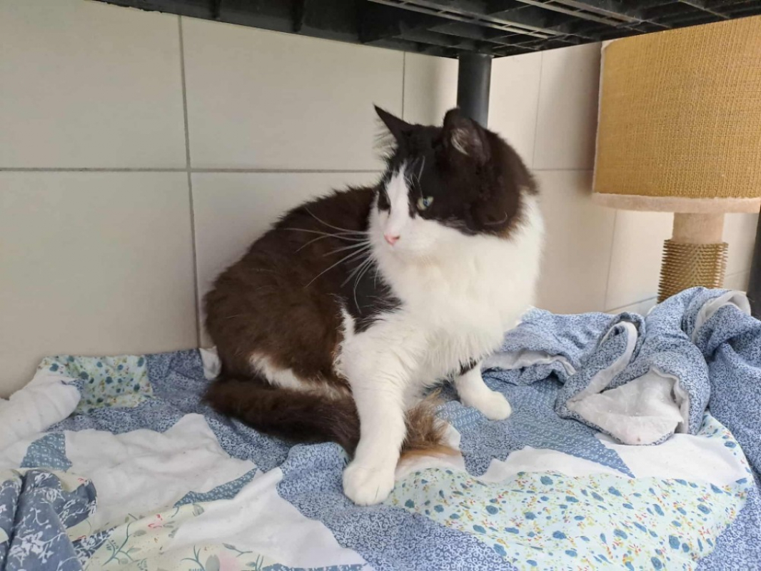 Photo #4 de Brindille