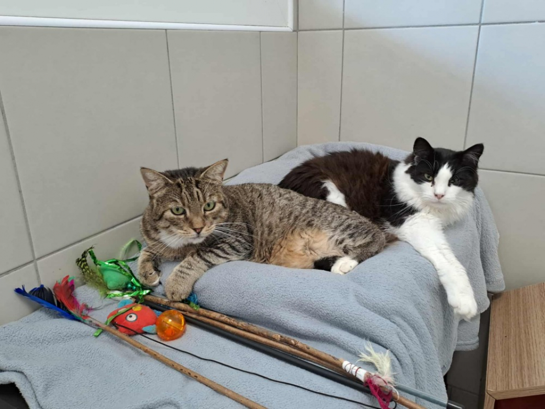 Photo #5 de Brindille