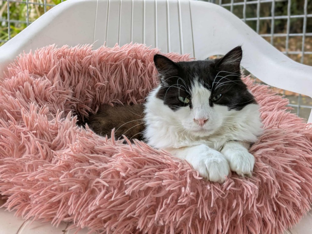 Photo #6 de Brindille