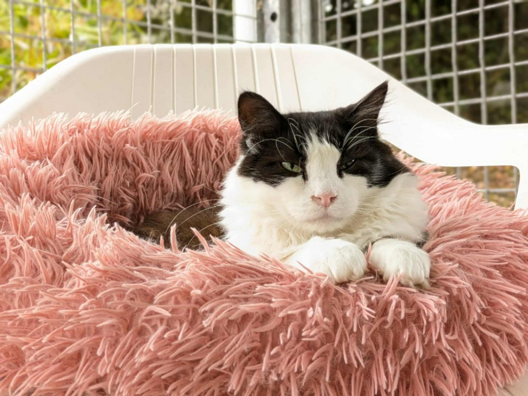 Photo #7 de Brindille