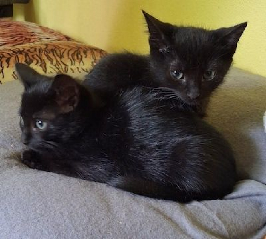 MYSTIC - Chat à adopter - photo 3