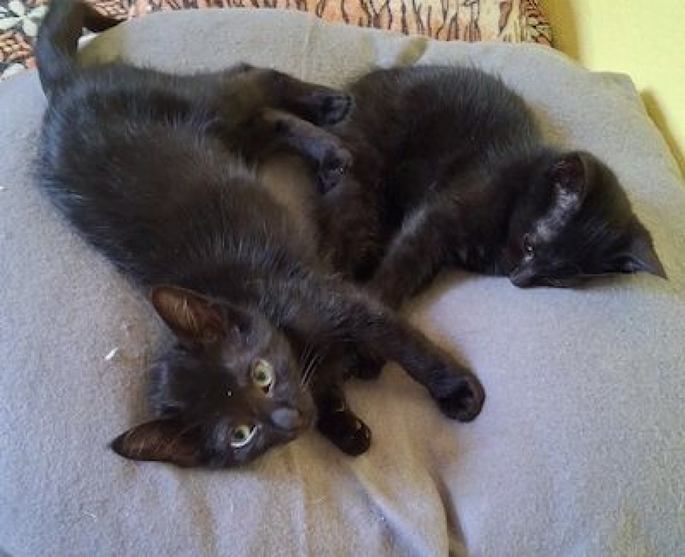 MYSTIC - Chat à adopter - photo 2