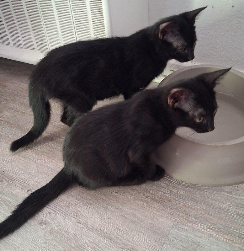 MYSTIC - Chat à adopter - photo 5