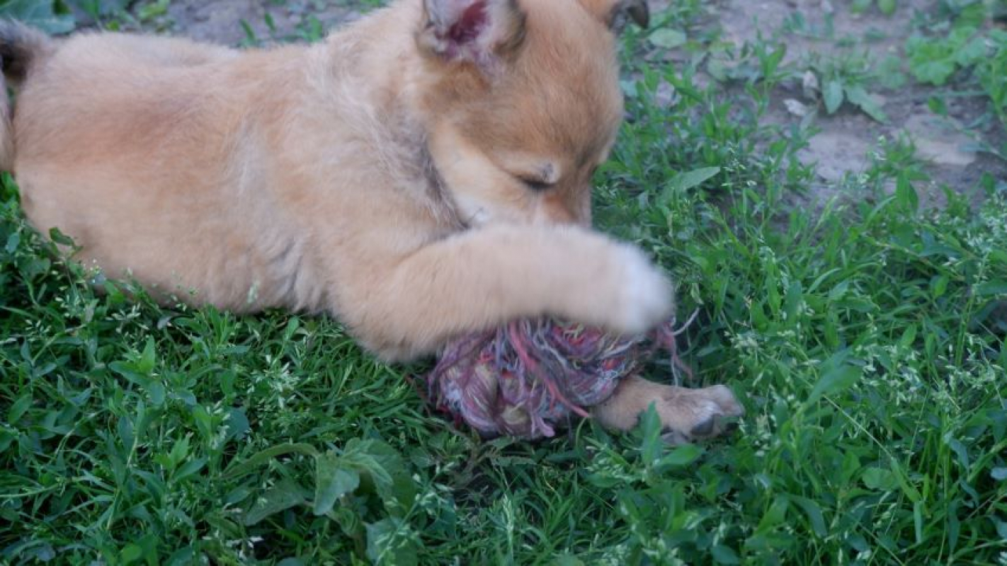 Photo #5 de Prince