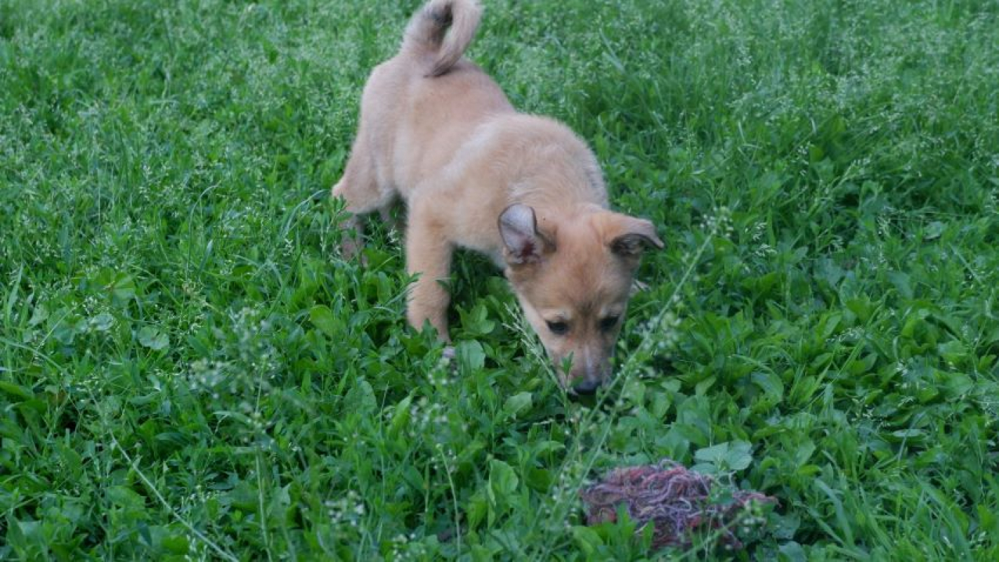 Photo #2 de Prince