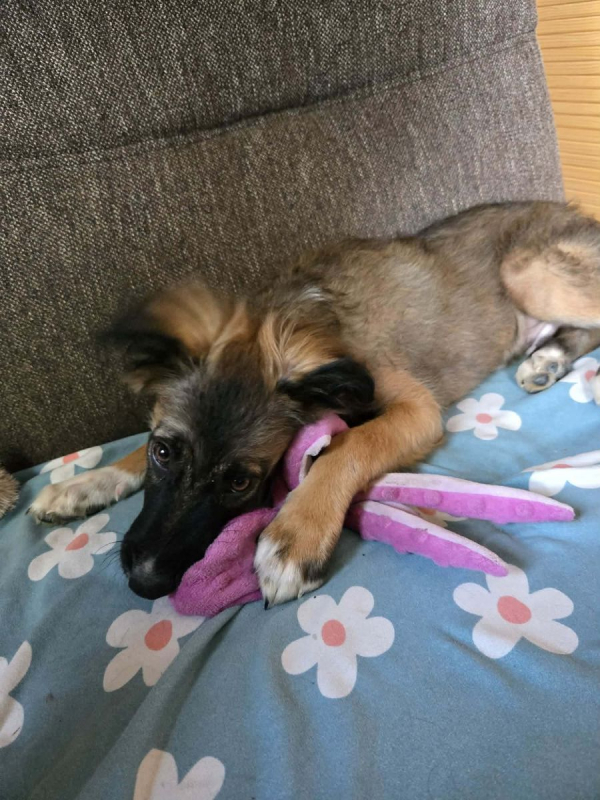Scorpion - Chien à adopter - photo 7