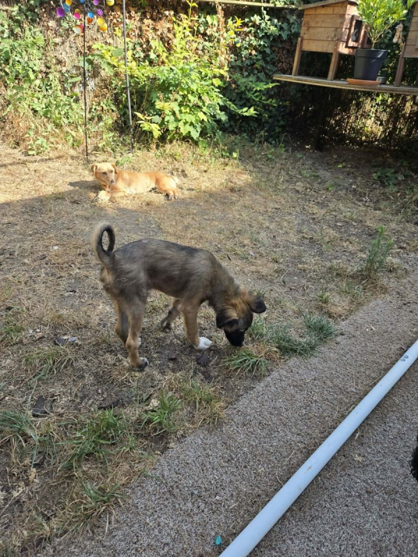 Scorpion - Chien à adopter - photo 8