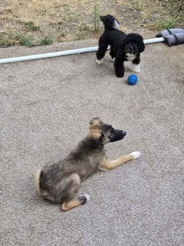 Scorpion - Chien à adopter - photo 9