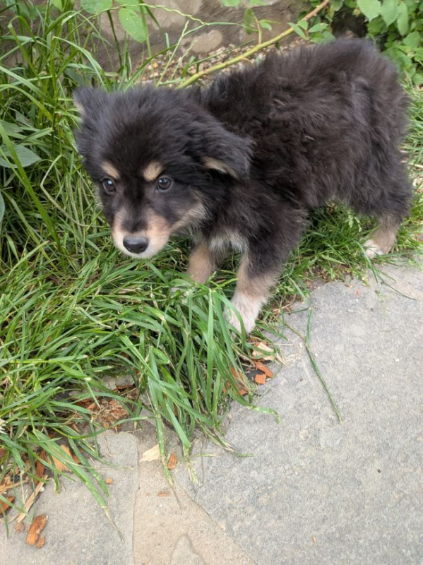 Photo #4 de Pippo
