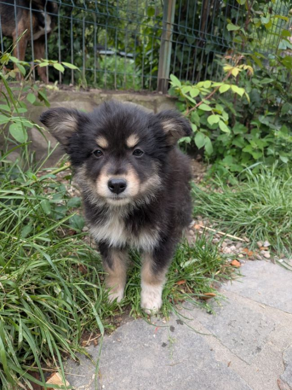 Photo #5 de Pippo