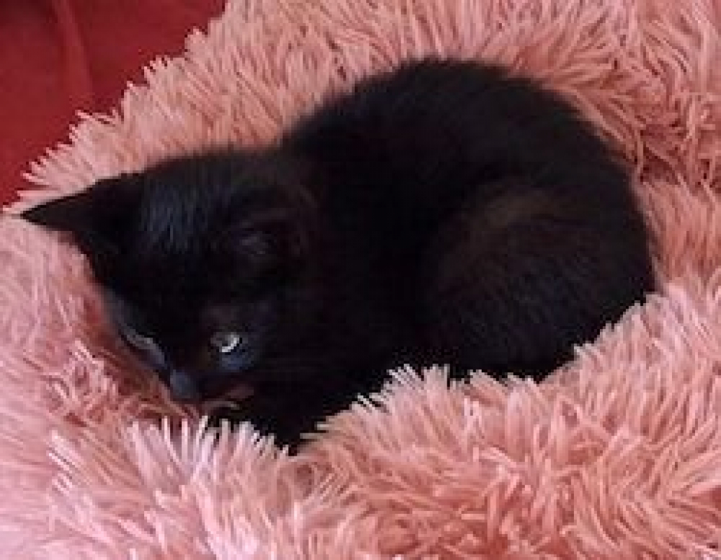 Photo de MOUSTIC