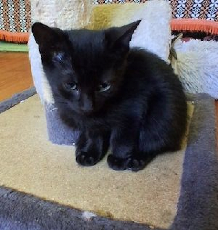 MOUSTIC - Chat à adopter - photo 2