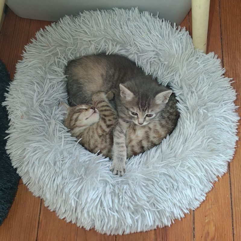 ZEBRA - Chat à adopter - photo 5