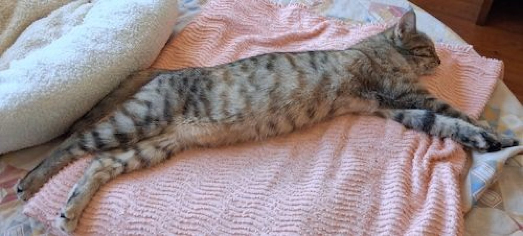 ZEBRA - Chat à adopter - photo 5