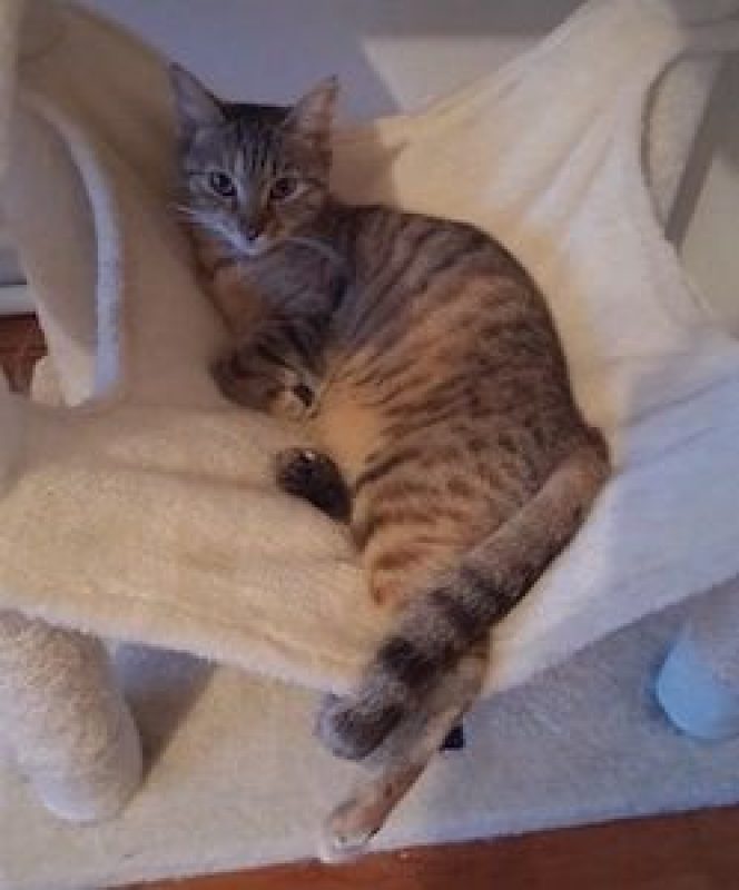 ZEBRA - Chat à adopter - photo 3