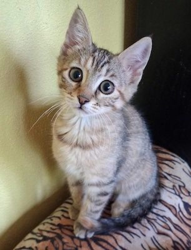 ZEBRA - Chat à adopter - photo 4