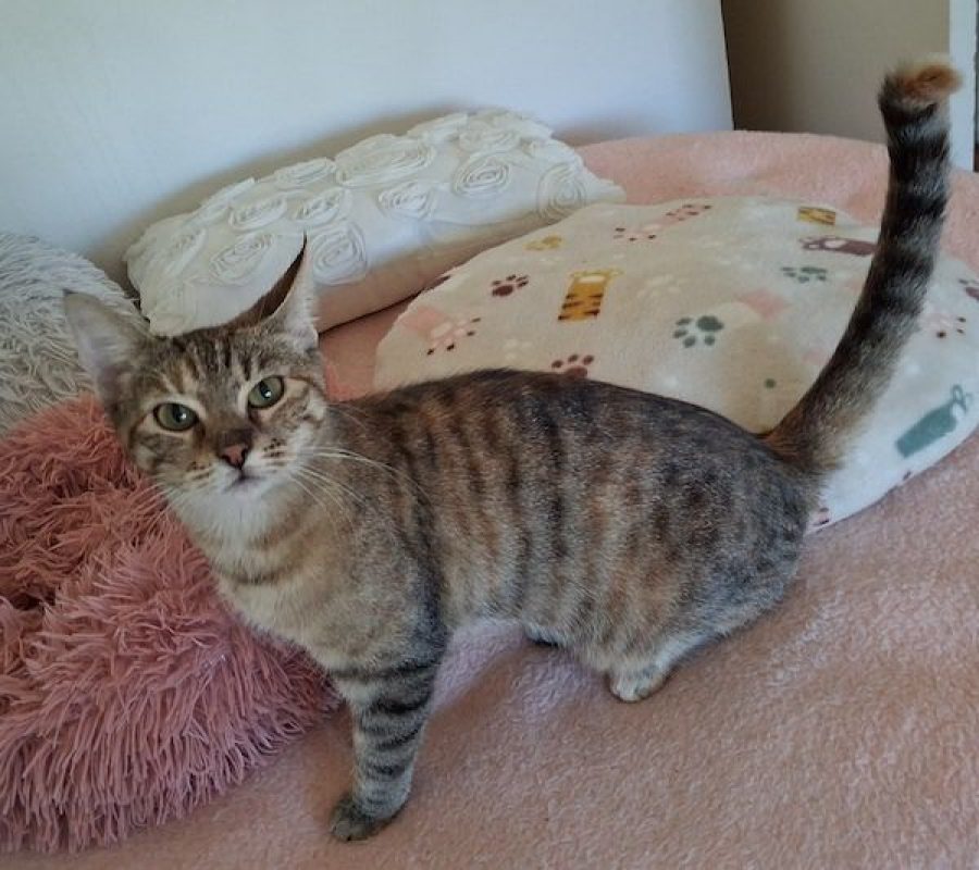 ZEBRA - Chat à adopter