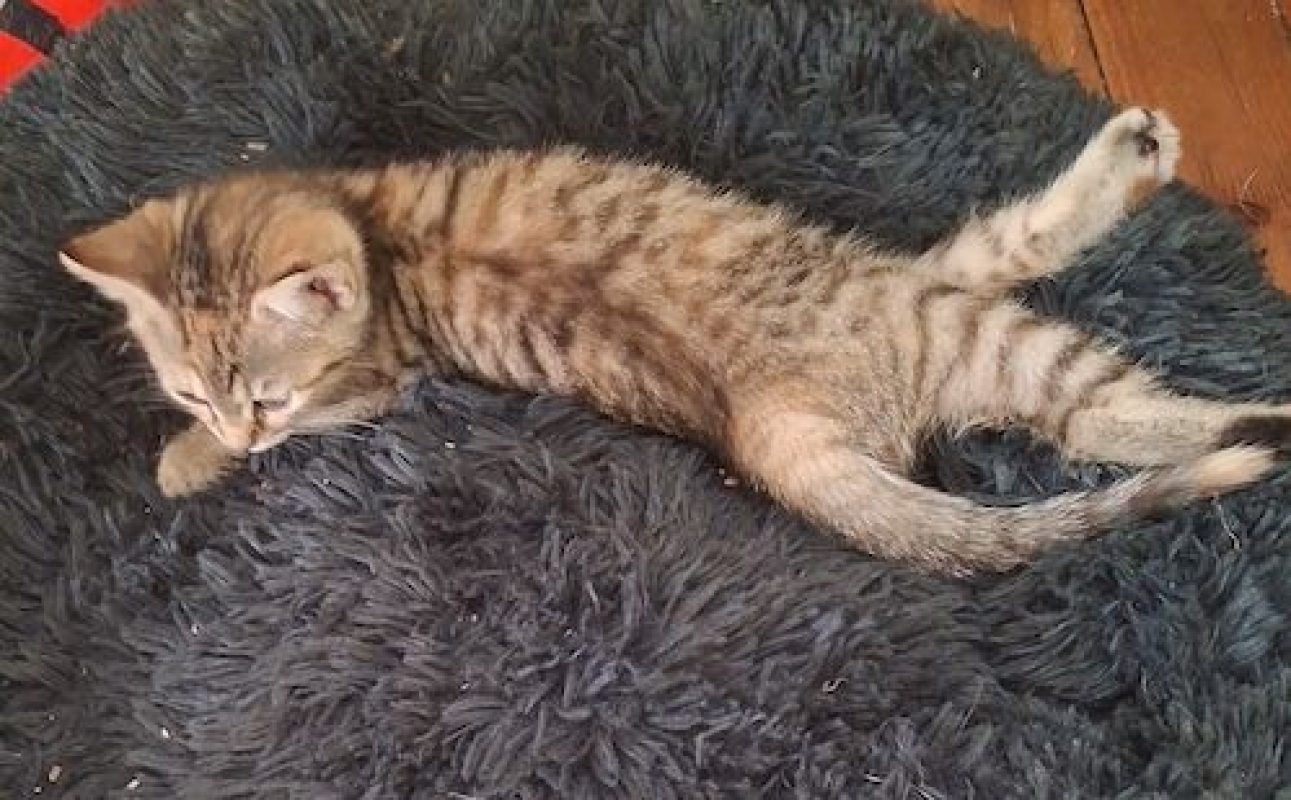 ZEBRA - Chat à adopter - photo 2