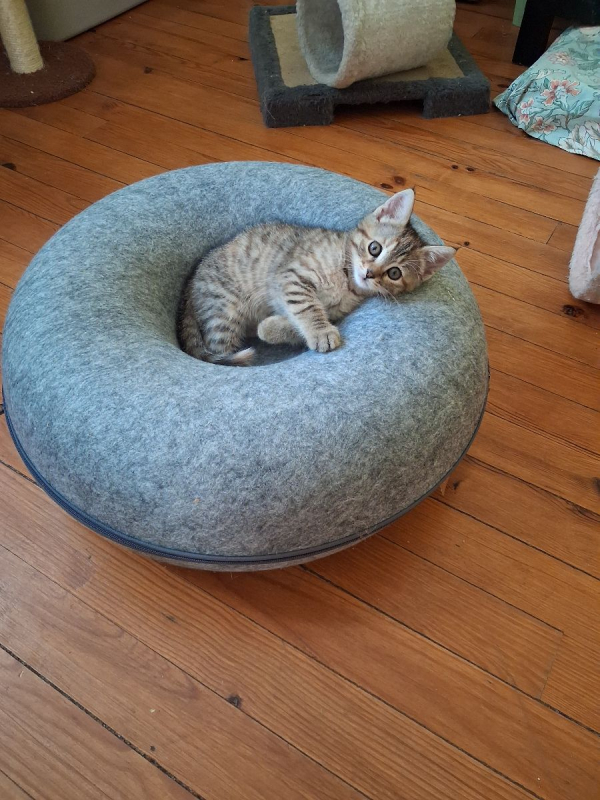 ZEBRA - Chat à adopter - photo 2
