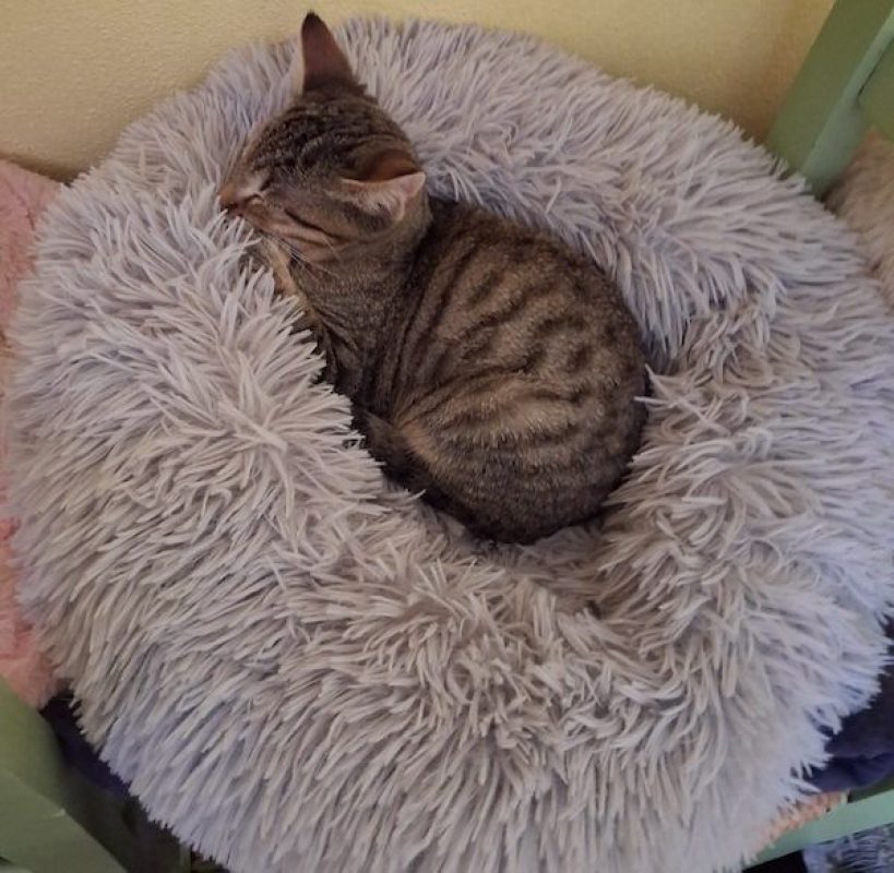 ZEBRA - Chat à adopter - photo 4