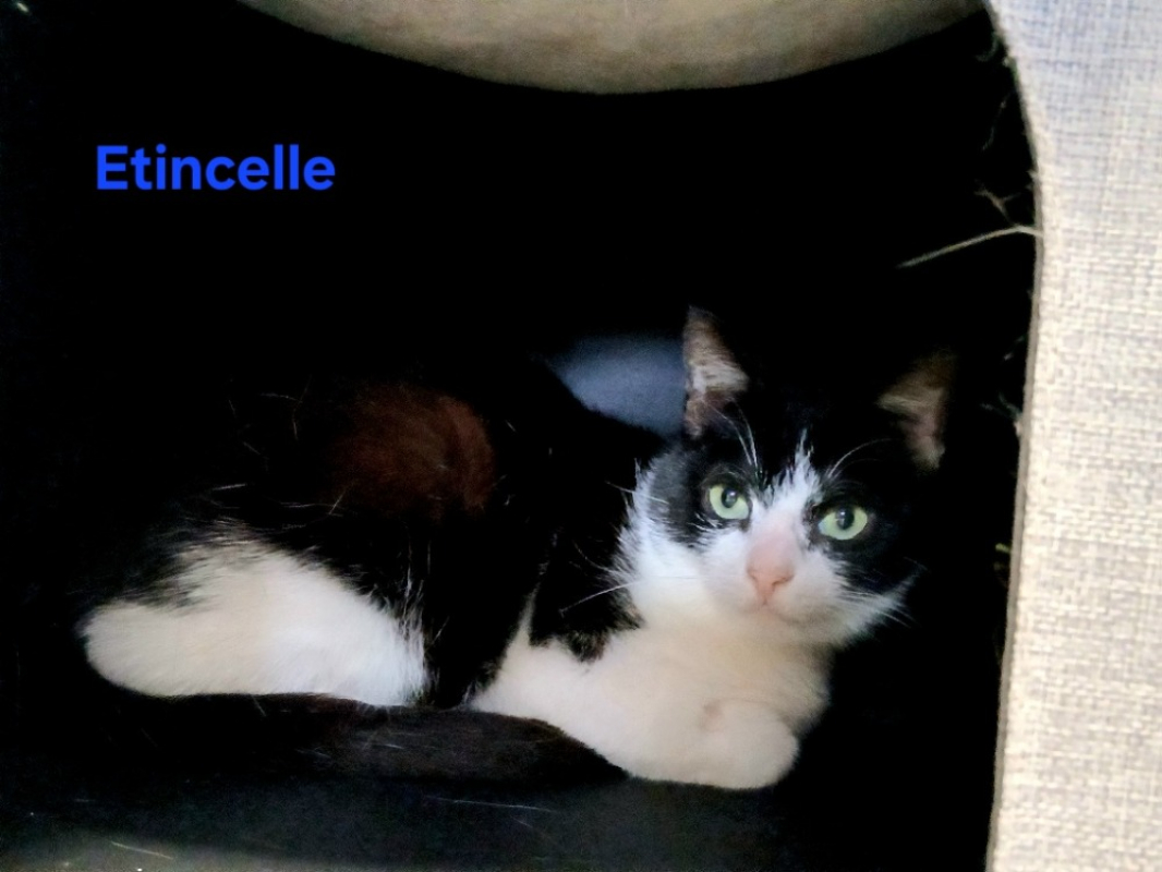 Photo de Etincelle