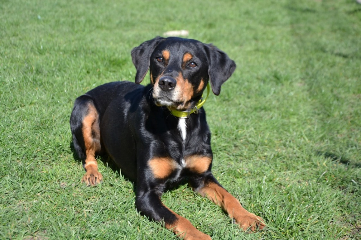Djinko - Chien à adopter - photo 2