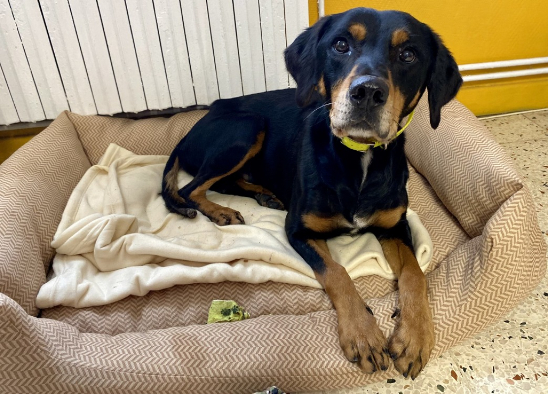 Djinko - Chien à adopter - photo 3