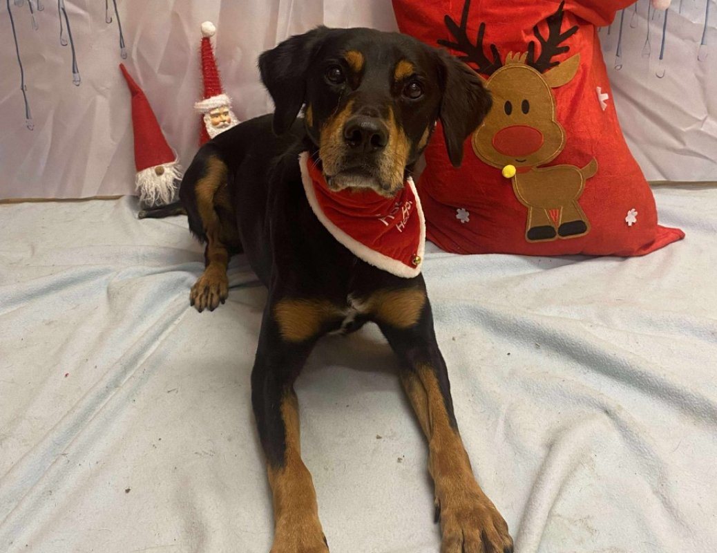 Djinko - Chien à adopter - photo 4